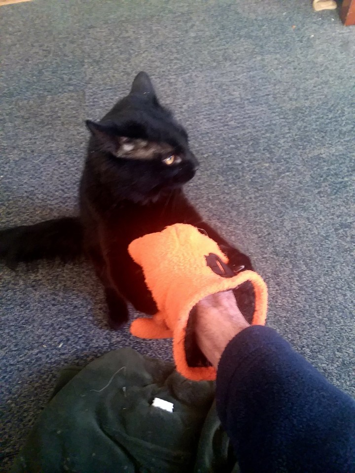 “ Mischief Wants To Box ”
