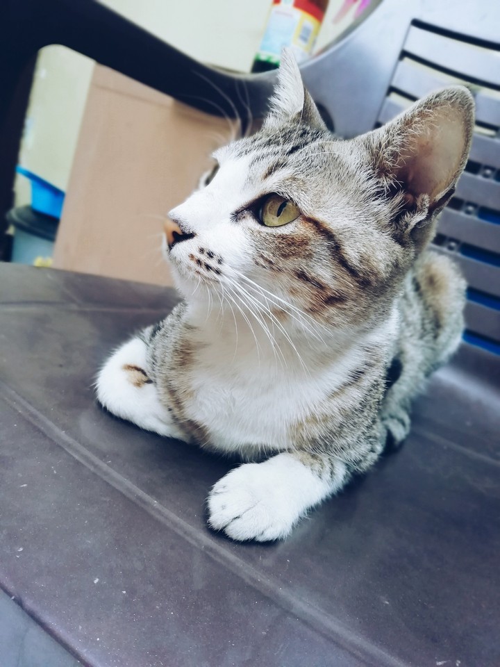 kittu cat
