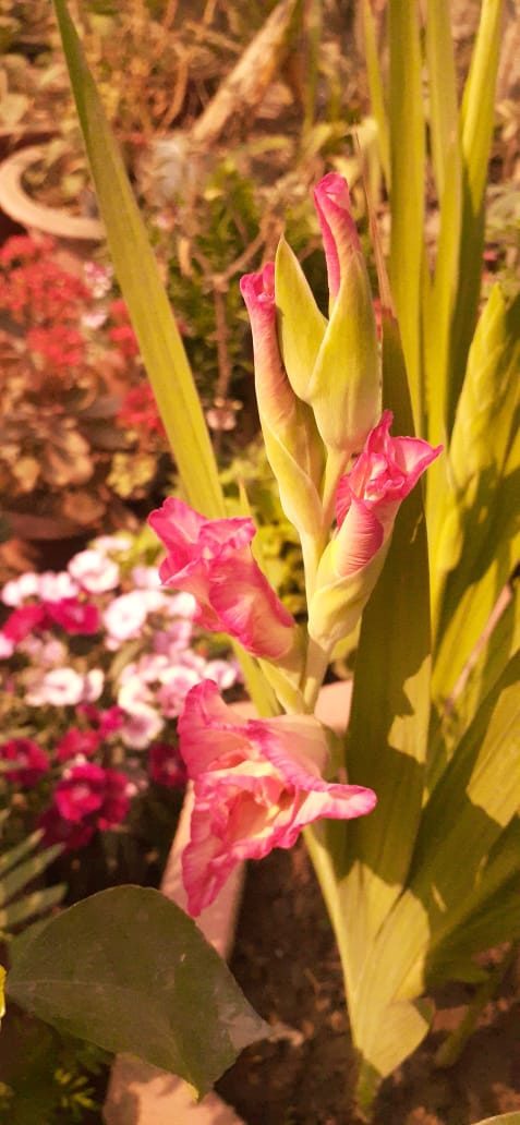 flower
