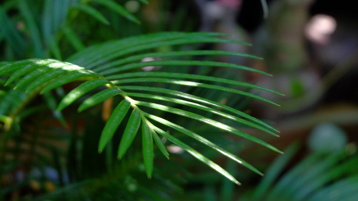 Cycad