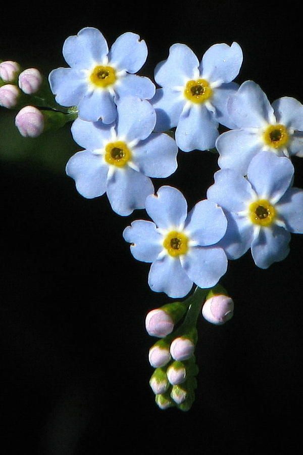 Blue flowers.
