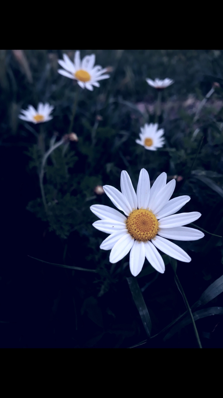 camomile