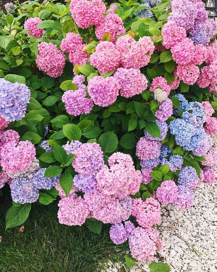 Hortensia