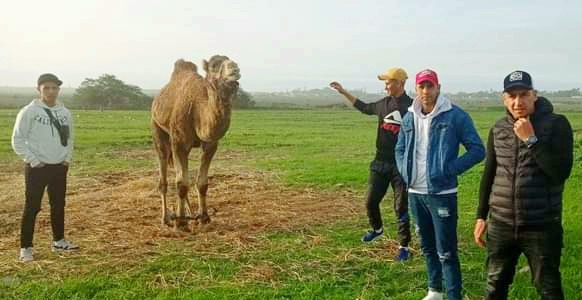 Camel
