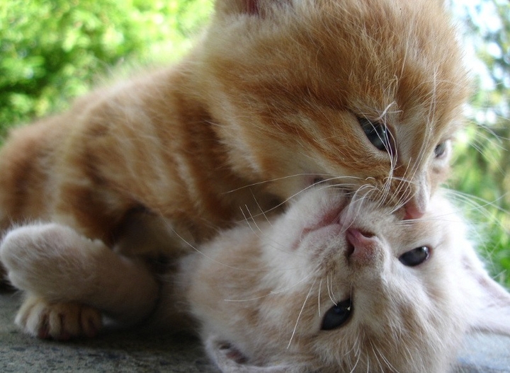 kittens