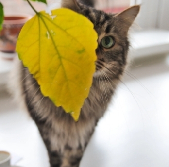 kitty