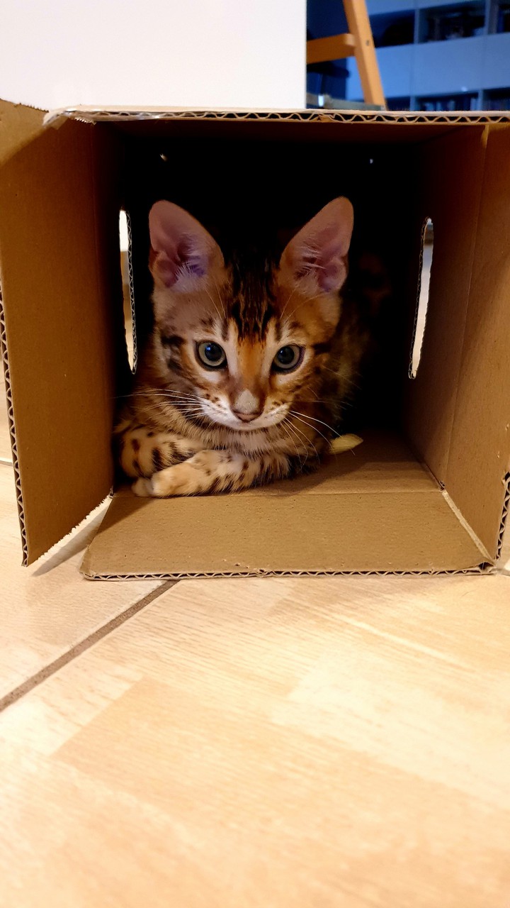 bengali cat
