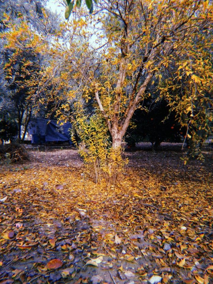 sonbahar-
