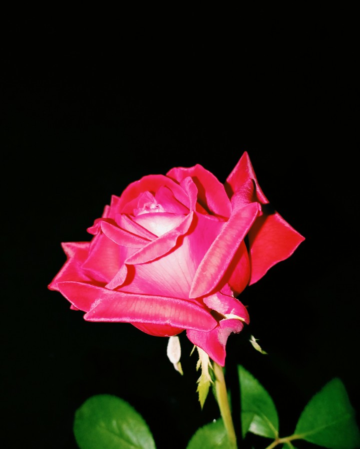 #rose