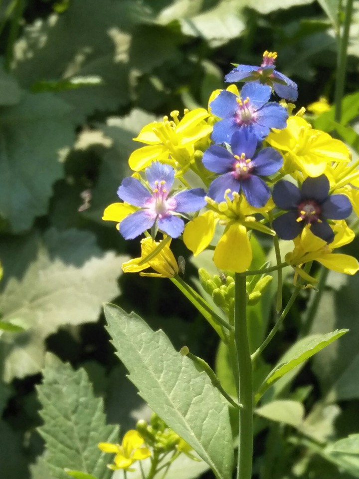 Beautiful flowers
