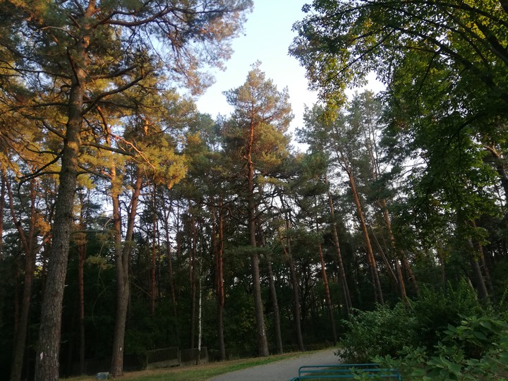 лес