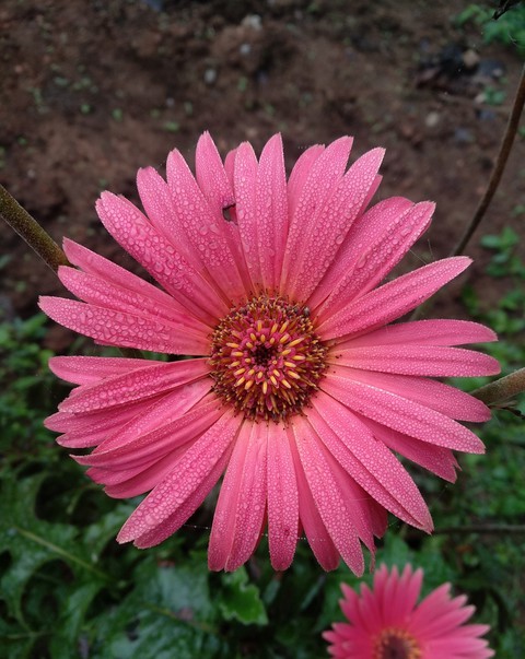 fonds d'écran transvaal, pink