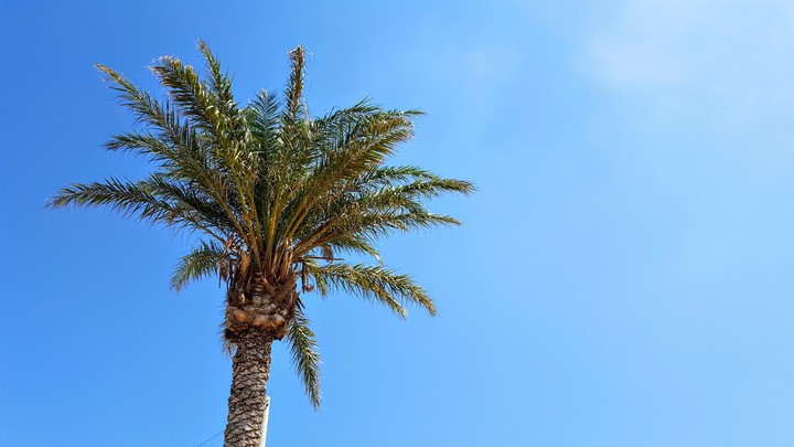 Palm
