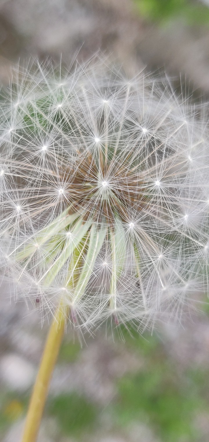 Dandelion