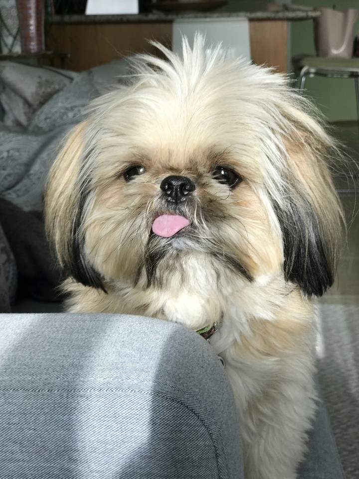 cutieeee Doggy...☺