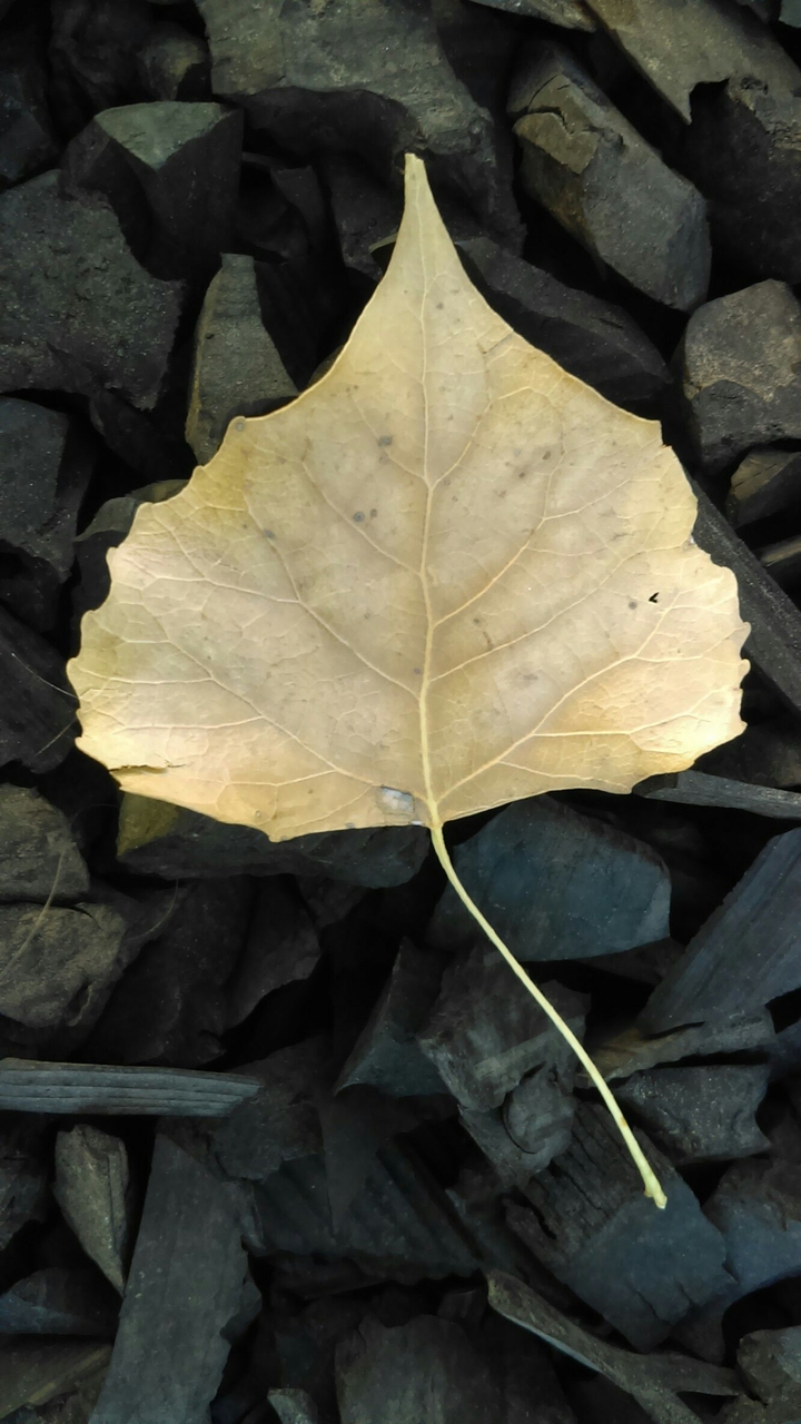 leaf1