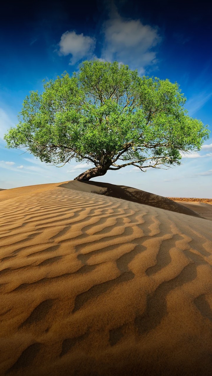 treen on desert.