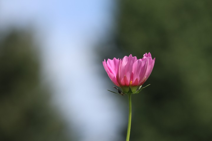 cosmos