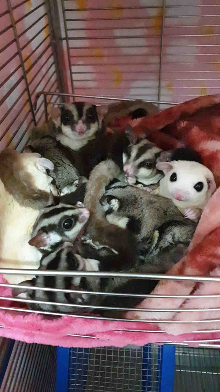 sugar glider 蜜袋鼯