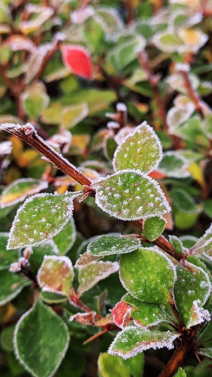 autumn morning
