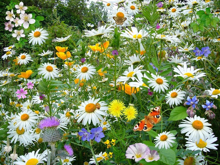 wild flowers ❤❤