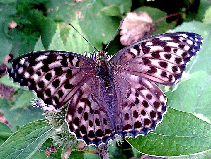 Grey butterfly
