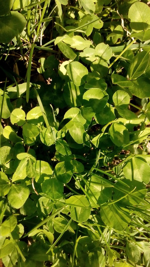 vegetation, grass壁紙