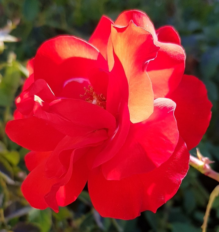 Red Rose
