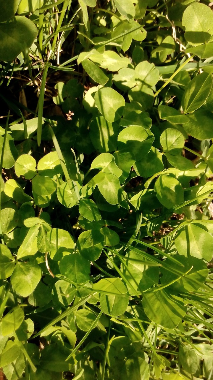 ☘️☘️☘️
