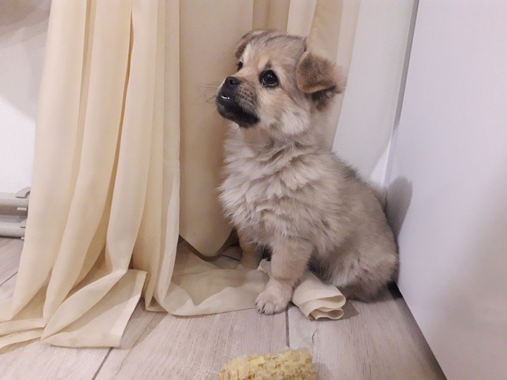 puppy