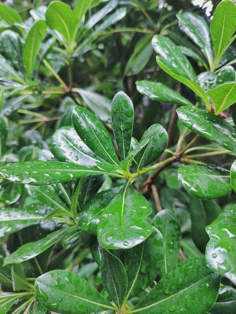 After the rain