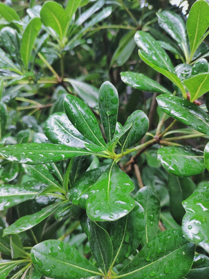 After the rain