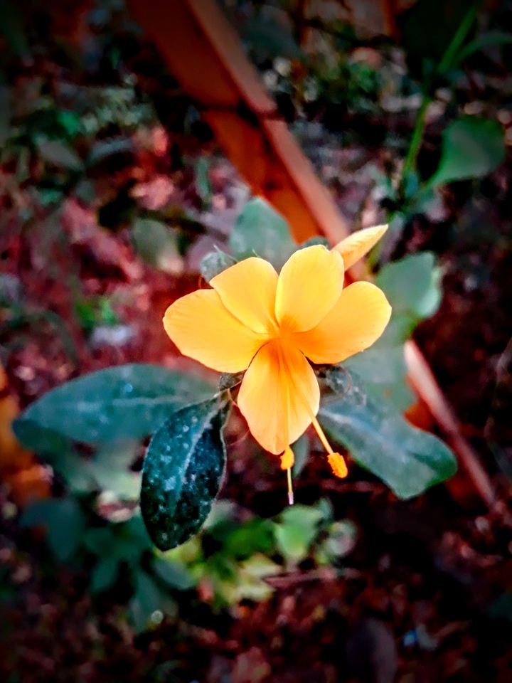 Barleria lupulina