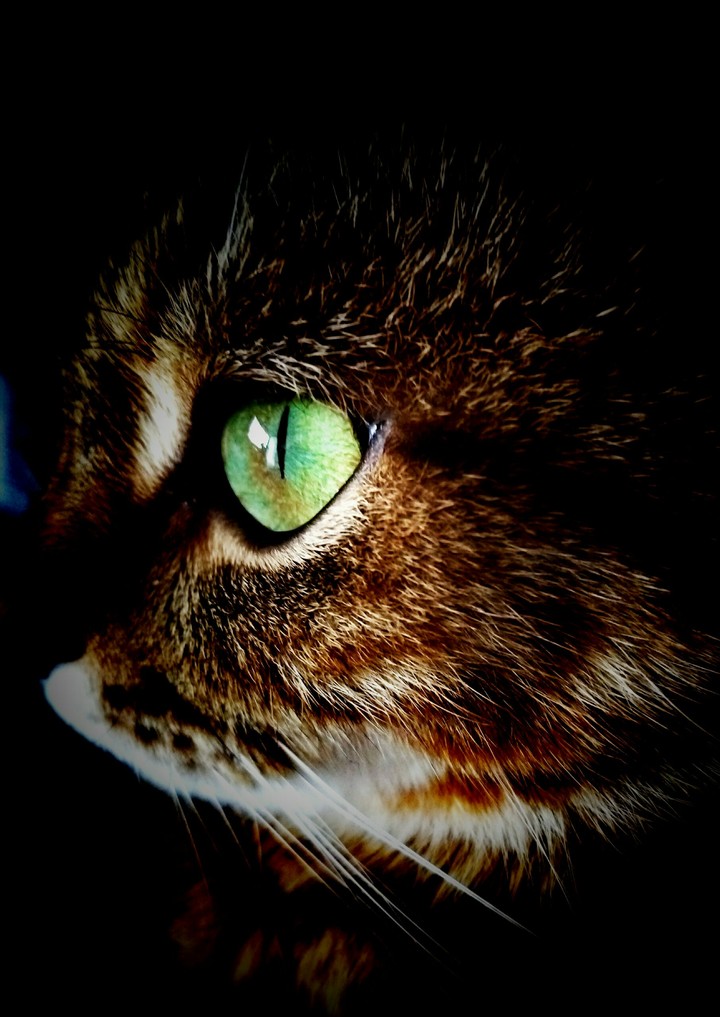 My cute kitty