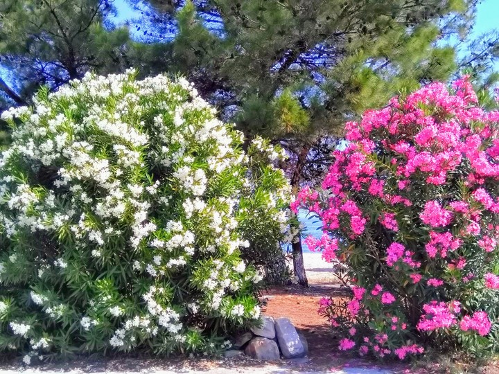 Thassos
