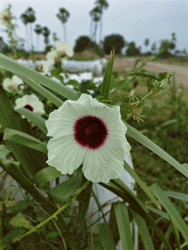 white beauty
