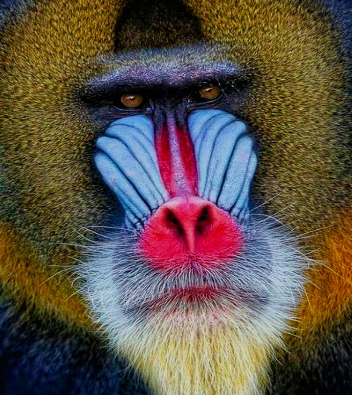 Up Close with the Mandrill