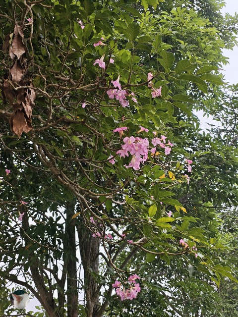 Such a beautiful flowers like Sherry, Sara, Ana, Rae, Sussan, Jennifer & all...