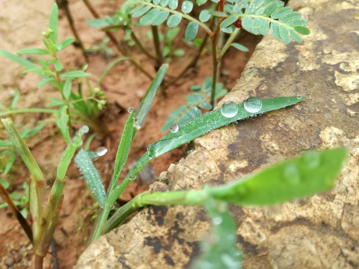 Drops