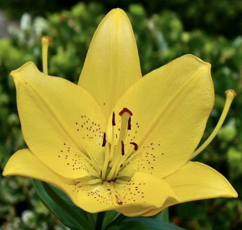 tapety flower, lilies