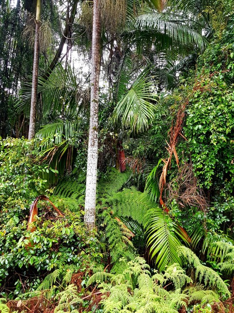 rainforest