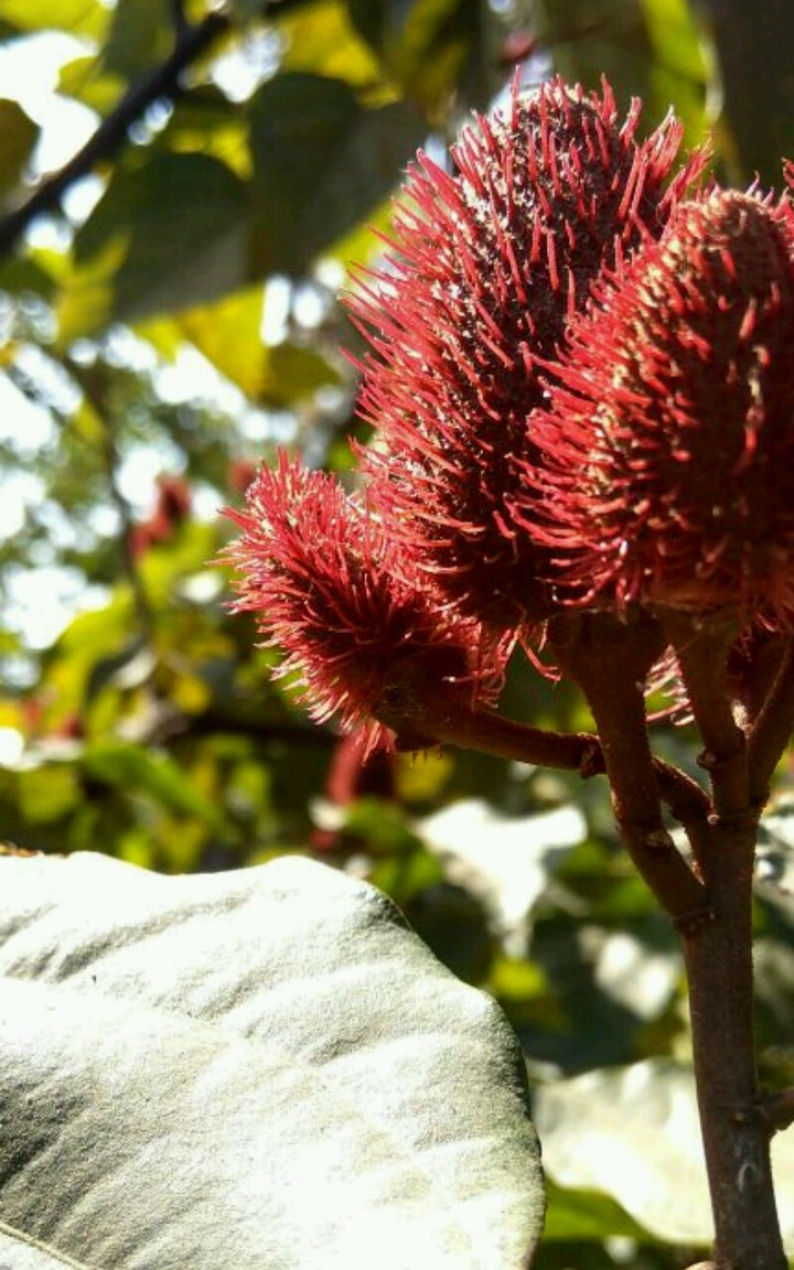 Flower