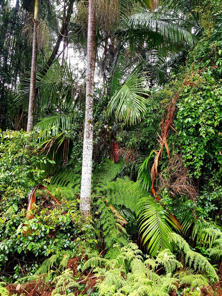 rainforest