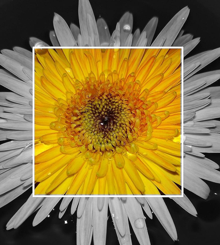 gerbera