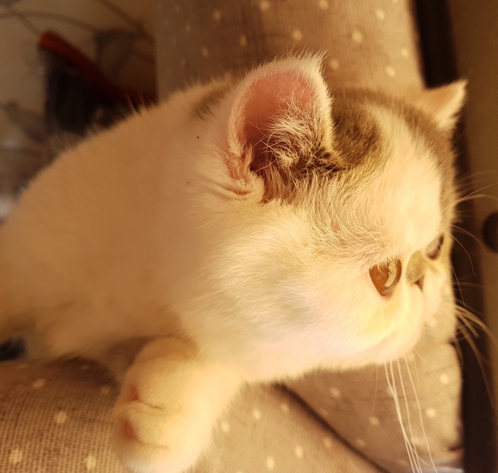 Yuchi the cat