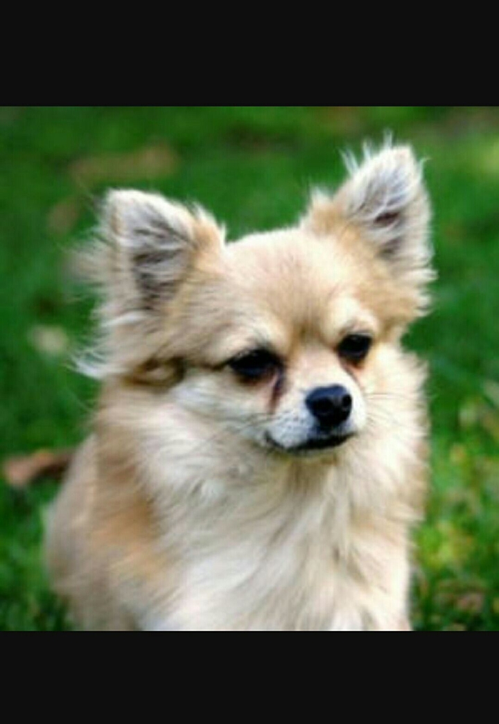 Cute Dog ♡