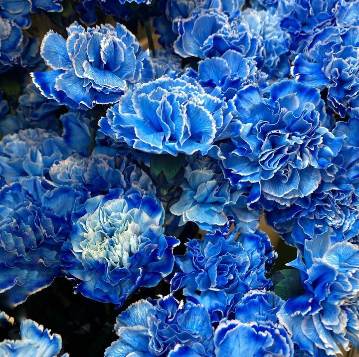 Blue carnation