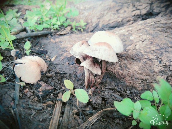 mushroom