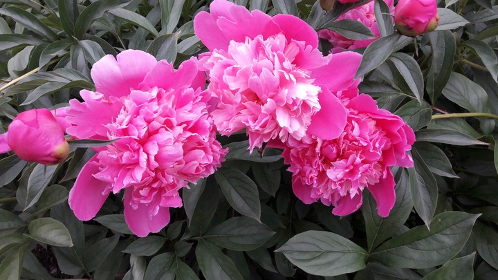 Gorgeo pink