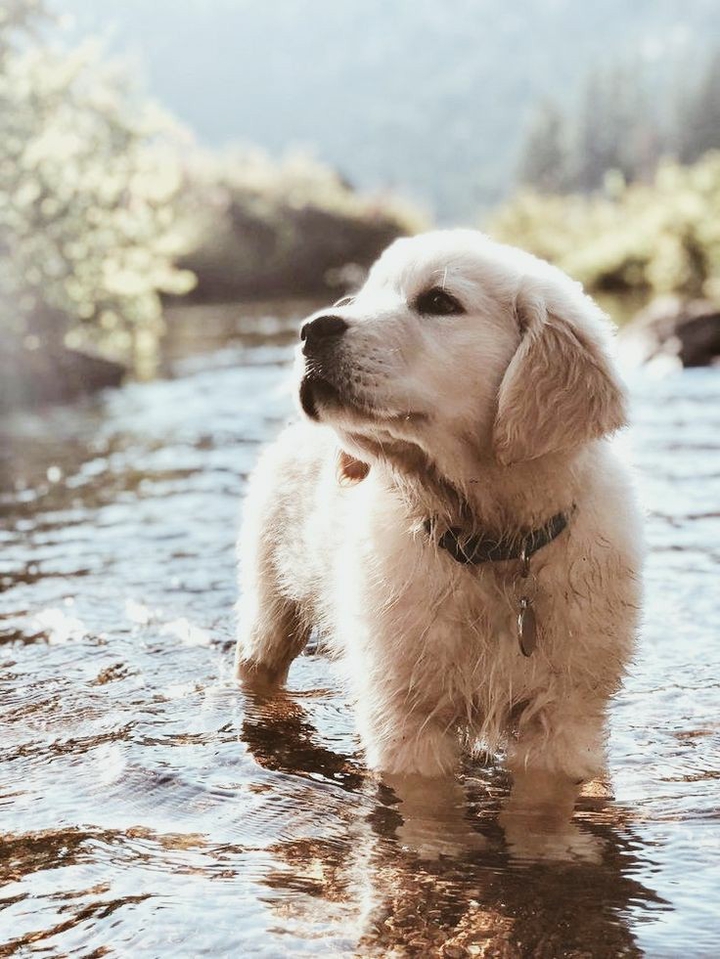 Cute dog ❤️